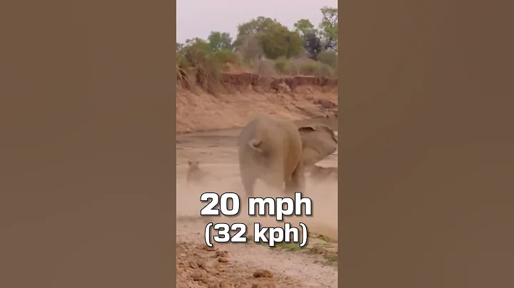 Elephant vs Stegosaurus #shorts