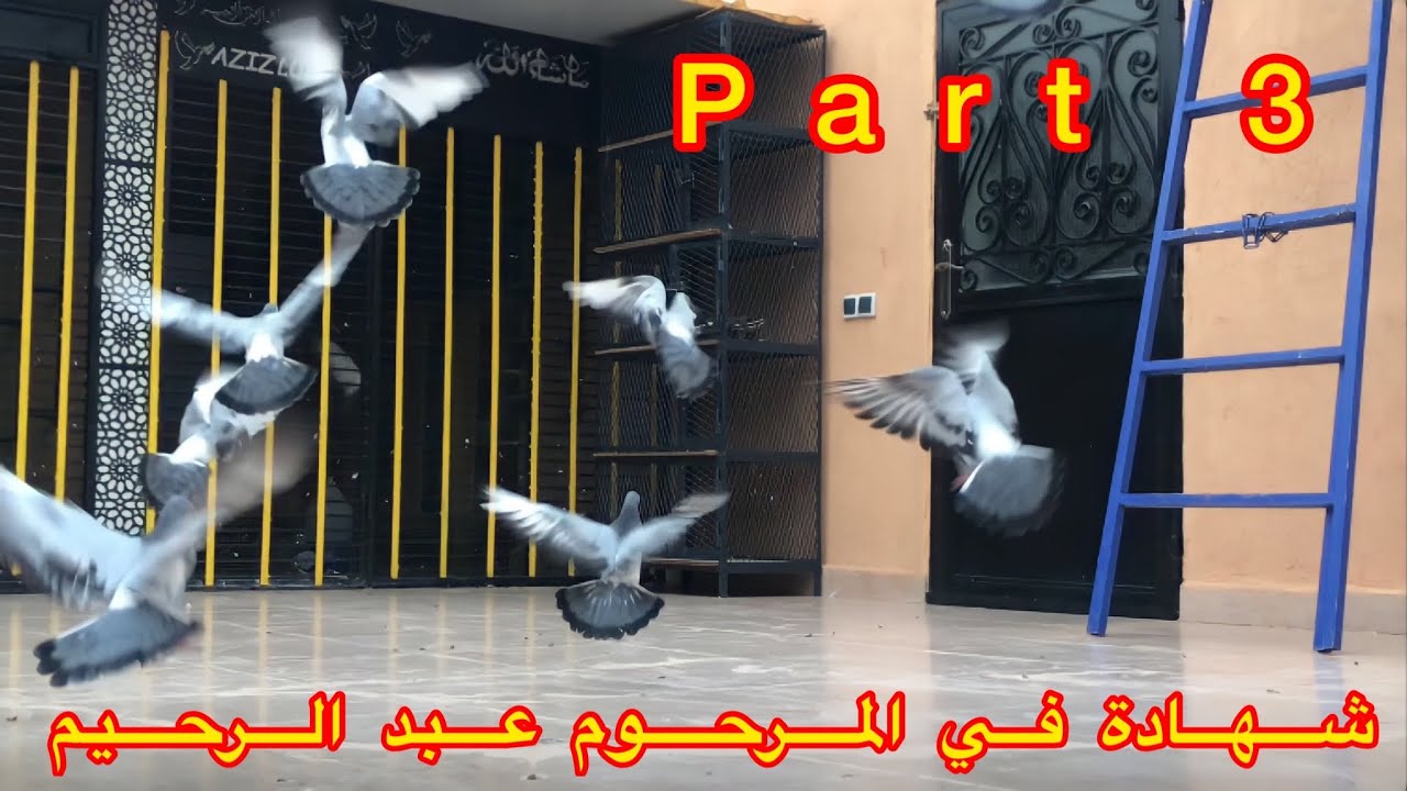 كلمة « عبد العزيز « صديق المرحوم “عبد الرحيم البيضة” + من ضمن أسباب رجوع #حمام_الفعل لمستوى ضعيف..