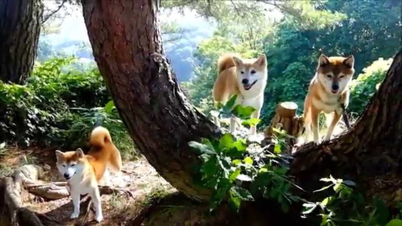 朝日を浴びる柴犬ひかいちめろ親子 Shiba Inu - YouTube