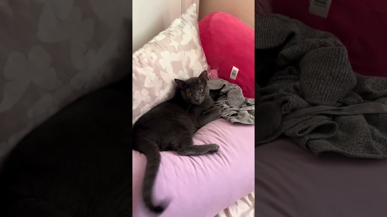 @pretzelgirl1 Purrl loves to lay in my clothes! 