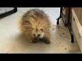 Porcupine makes itself at home in Saskatoon families&#39; garage