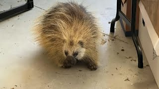 Porcupine makes itself at home in Saskatoon families