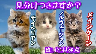 メインクーン、サイベリアン、ノルウェージャンフォレスト大型猫３種違いと共通点