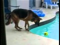 perro cae al agua de la piscina  caida fail /dog falls into the pool water fall fail