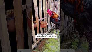 #ayam #ayamberkualitas