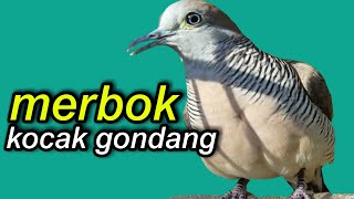 merbok kocak gondang memncing perkutut rumahan