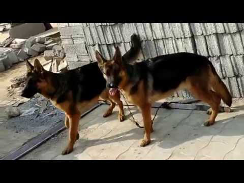 DOG SHOW AT Ambala Cantt {INDIA} Part- I. German shepherd special - Doggyz World