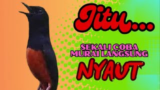 pancingan murai batu AGAR BUNYI jitu untuk JADIKAN murai batu GACOR EMOSI❗