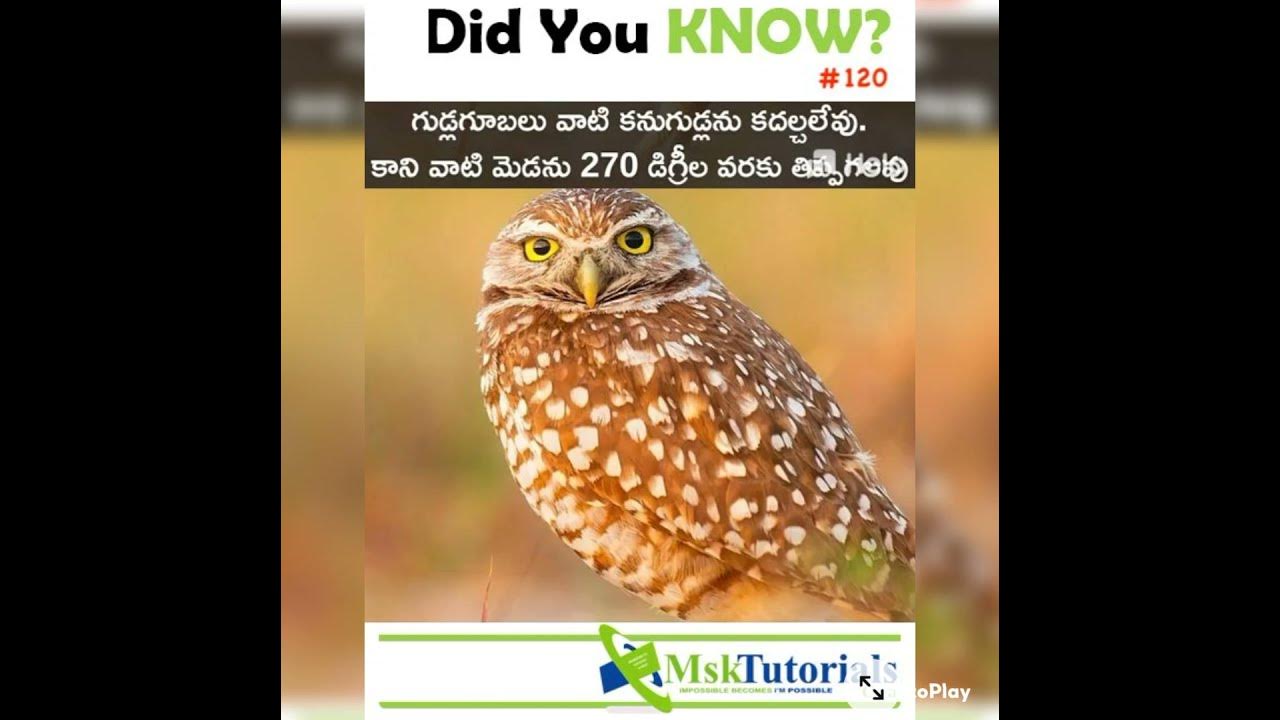 Interesting facts about owl Telugu intresting facts YouTube