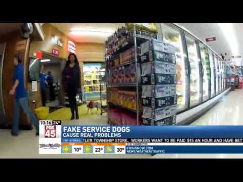 Fake Service Dog Attacks Service Dog Fake Service Dog Attacks Service Dog