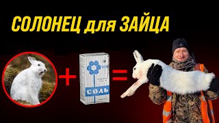 КАК поймать ЗАЙЦА - делаем СОЛОНЕЦ для зайца \\\\ Как сделать солонец?