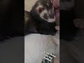Cici & Rosie ❤️ #ferret #pets #animals #animallovers #funny #cute #cutecritters #whiskers #play
