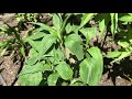 Echinacea - Echinacea purpurea - Daisy Family