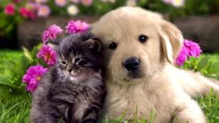 ТОП-5 домашних животных которых мы любим!!! ТОП-5 домашних животных которых мы любим!!!