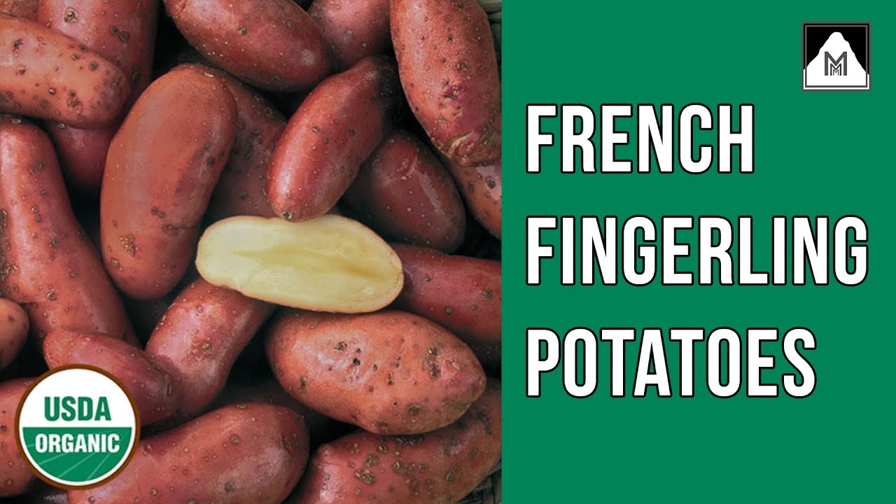 My French Fingerling Potatoes Have Arrived!