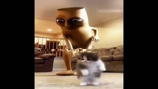 Is This Real song Hachimi Mambo Funk hachimi phonk phonk  cat fyp