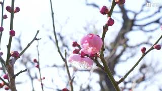 きょう立春　大阪城公園の梅