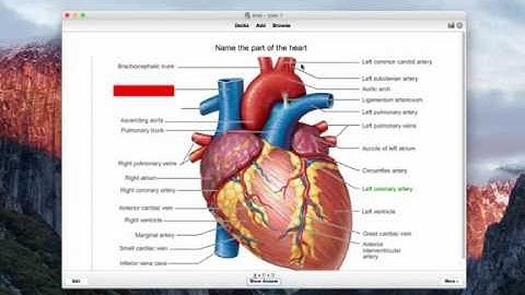 Anki for medical school: Studying anatomy using image occlusion