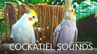 Cockatiel Sounds - Lutino and Pearl From Nono