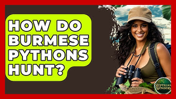 How Do Burmese Pythons Hunt? - Reptilian Wonders