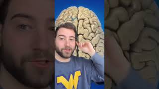 Neuroscientist shares his favorite brain fact!