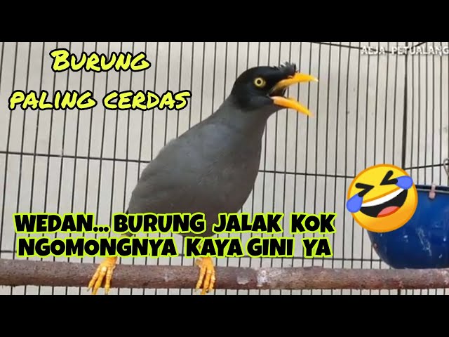 BURUNG JALAK KEBO BISA NGOMONG class=