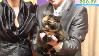 Лучшая КОШКА БЕЛАРУСИ 2011 Лучшая КОШКА БЕЛАРУСИ 2011