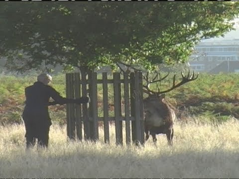 Testosterone fuelled stag chases man in Bushy Park, London