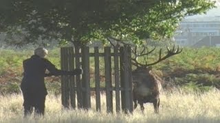 Testosterone fuelled stag chases man in Bushy Park, London