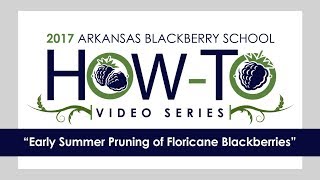 Early Summer Pruning of Floricane-Fruiting Blackberries (2 of 4)
