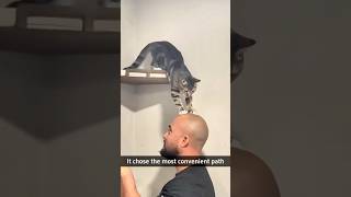 Smart cats 😼#funny #cat #funnyvideo #pets #funnycats #usa #smart