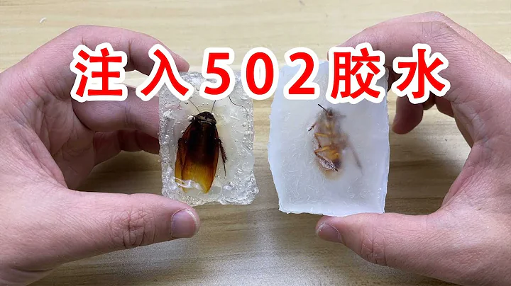 抓到兩隻南方大蟑螂！注入502膠水！做成水晶標本留作紀念！【歪點子實驗室】 - 天天要聞