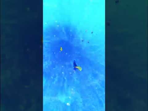 Finding Dory - Coral Reef #4, RUSH: A Disney • PIXAR Adventure