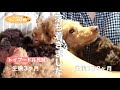 犬は1才を過ぎると本当に落ち着くのか⁉️トイプードルの子犬時代〜成犬まで比較・検証