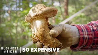 Why Matsutake Mushrooms Are So Expensive | So Expensive