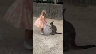 Why does a baby kangaroo do this?