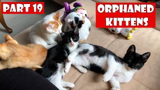 I Changed the Lives of 5 Orphaned Kittens Who Lost Their Mother. Part 19