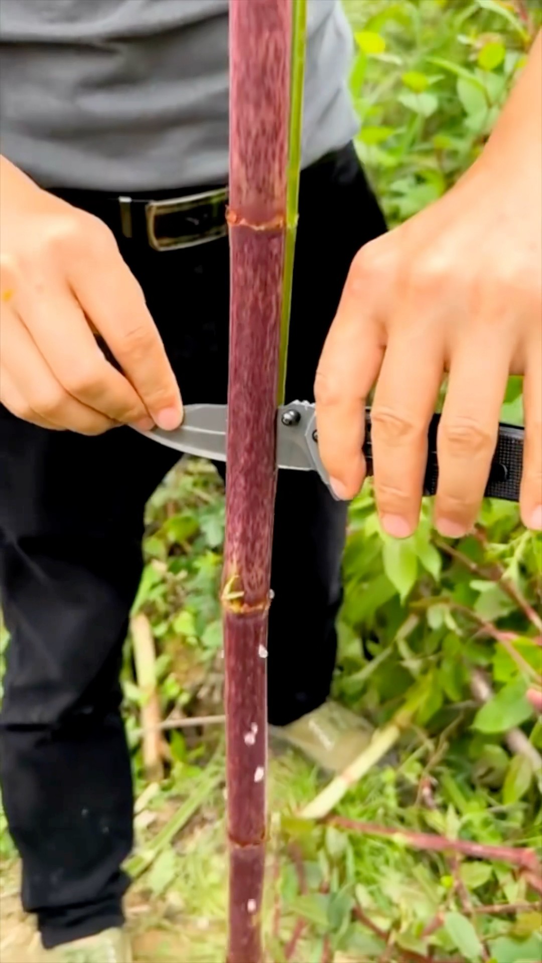 Let’s see is this plant can actually make sound! ??