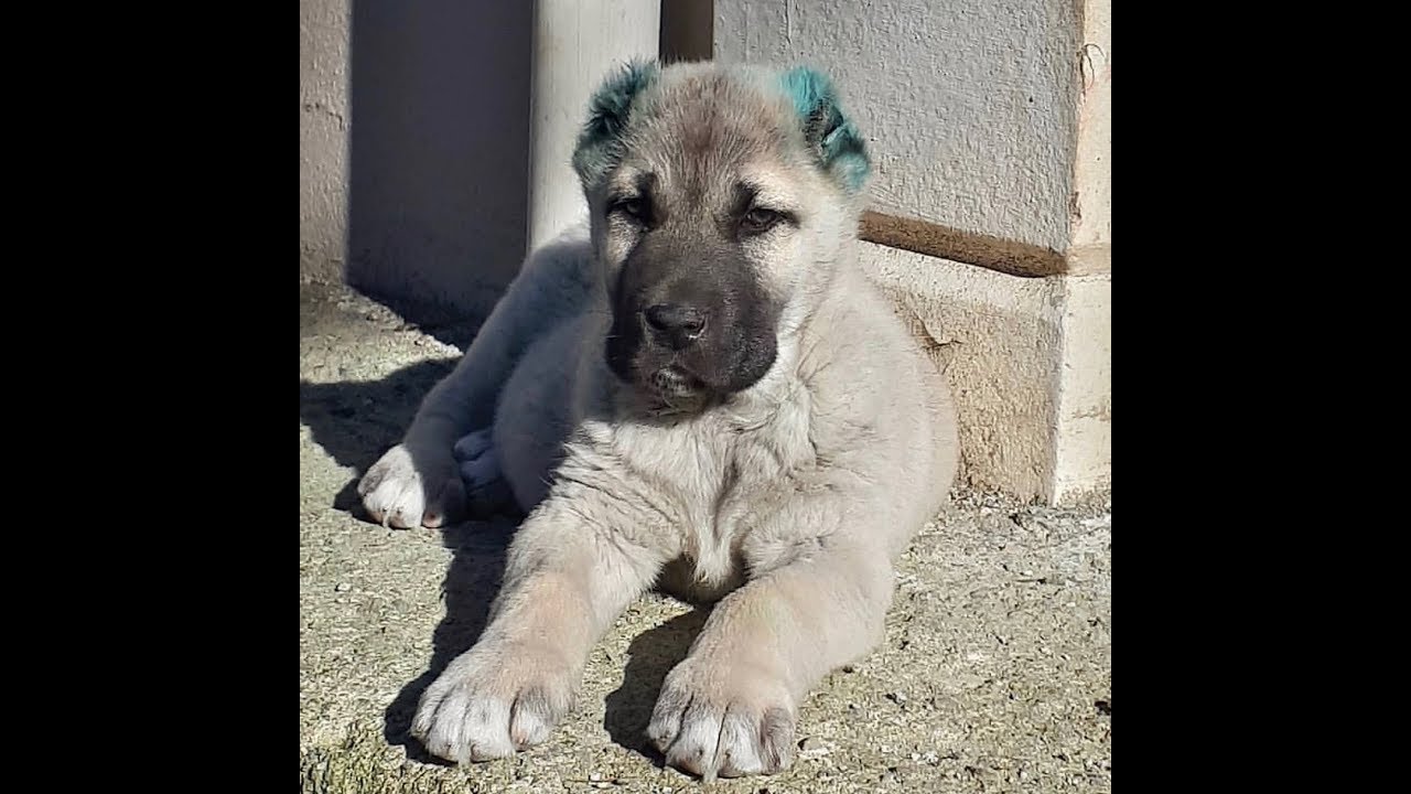 Kopek Sesi Kopek Sesleri Kopek Videosu Kopek Havlamasi Gercek Kangal Rottweiler Youtube