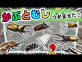 【昆虫の名前】こんちゅうのなまえ!昆虫採集・カブトムシ編2〈カブトムシ・ヘラクレスオオカブト・ゾウカブトムシなど〉【ひらがな 幼児向け 子ども向け】 日本語 Hiragana bug Japanese