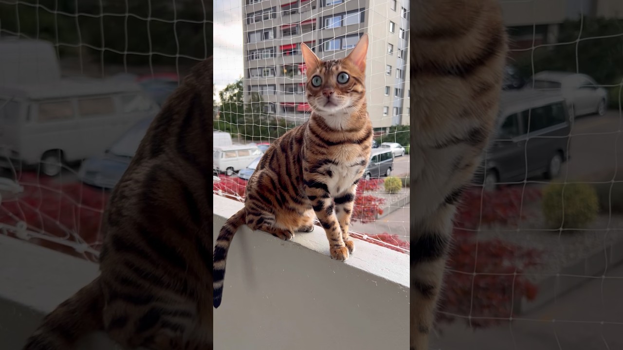 Fernando 😉🤗😘 #bengalcat #cat