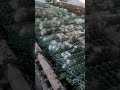 Cacoon forming.. #silkworm #silkwormformimg #pattupurugulu #cocoons  #viral #trending