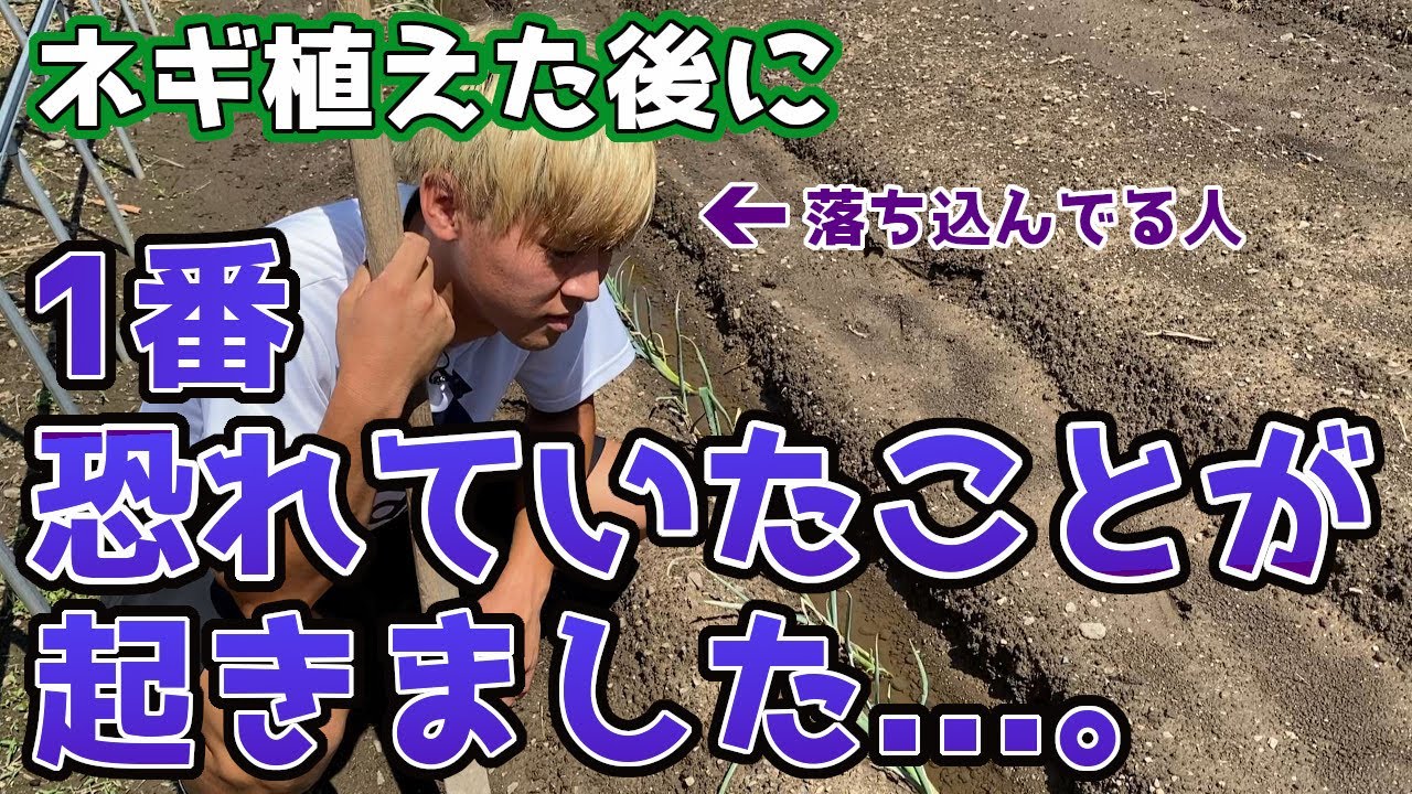 Please be careful of this condition after planting onions. [Home