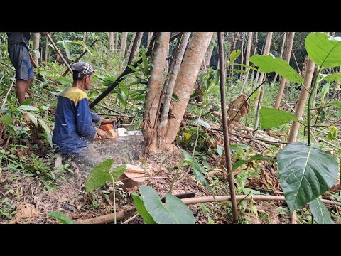Best skill... Cut down 1 big branched tree on the mountain road ‼️ ...