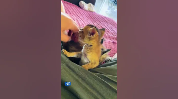 Video 10708291: chausie kitten, lynx kitten, domestic cats wild, best kitten