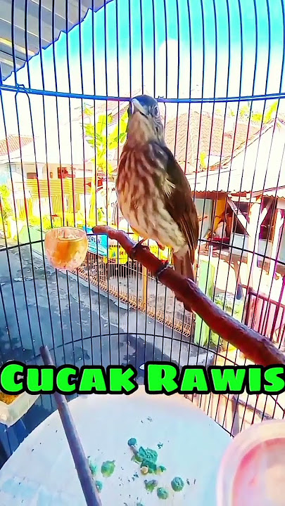 Cucak Rawis gacor cocok buat pancingan burung langsung nyaut