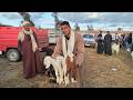اسعار الماعز الوالد والعشر واللحم والقنيه سوق سيدي سالم المعلم ابراهيم القبراوى للتواصل ٠١٠٩١٠١٧٧٤٧ نجومي