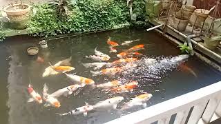 Pemula Wajib Tahu! Cara Mudah Merawat Koi di Rumah