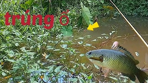 Câu Cá Rô Đồng/thả mồi xuống, cá ăn liền, thiệt đã chỗ này mới phát hiện#cauca #caucatv186