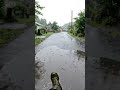 Gentle Rain in the Village: Real-Time ASMR Walk